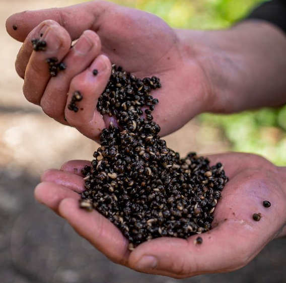 Nash Oily Hemp 2,5 Liter 2 Nash Oily Hemp 2,5 Liter – Bild 2