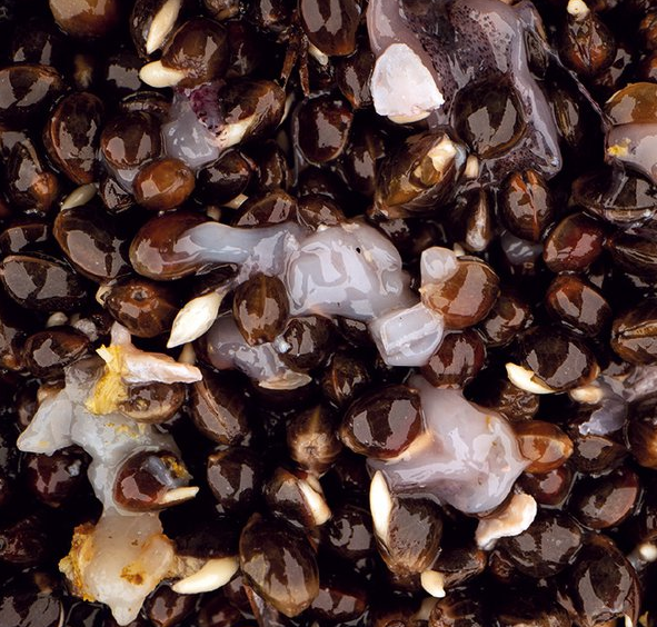 Nash Scopex Squid Hemp 2,5 Liter 2 Nash Scopex Squid Hemp 2,5 Liter – Bild 2